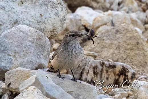 Rock Wren
