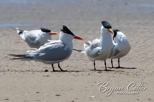 Royal Tern - photo by Bryan Cotter