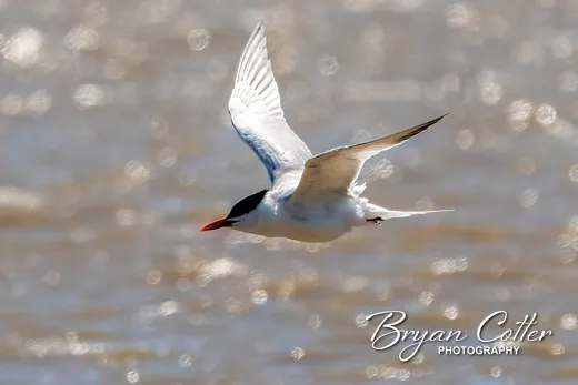 Royal Tern
