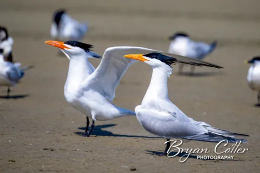 Royal Tern