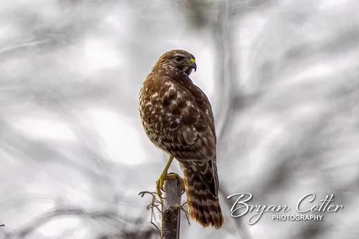 Red-shouldered Hawk