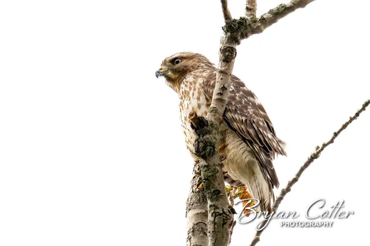 Red-shouldered Hawk