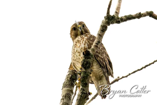 Red-shouldered Hawk