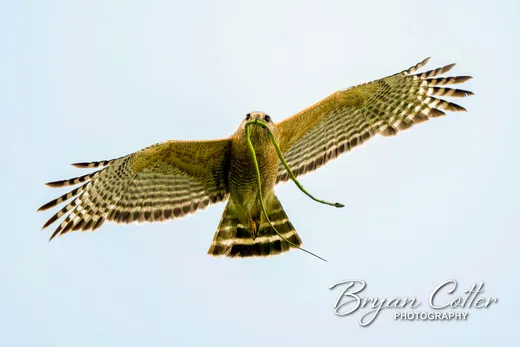 Red-shouldered Hawk