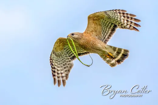 Red-shouldered Hawk