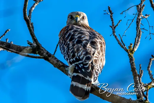 Red-shouldered Hawk