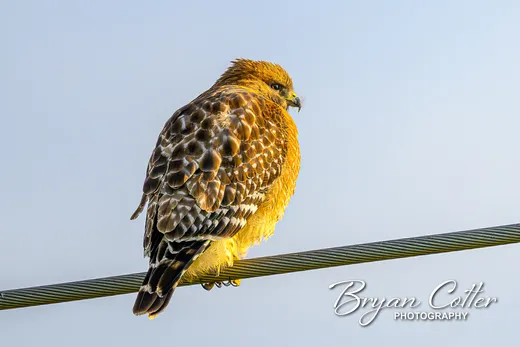 Red-shouldered Hawk