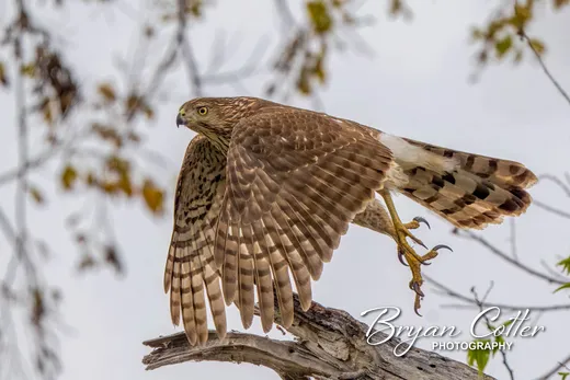 Red-shouldered Hawk