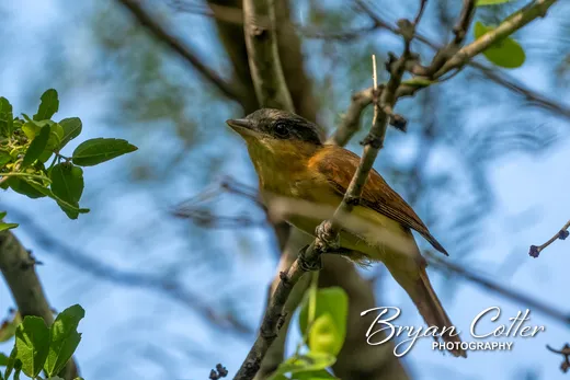 Rose-throated Becard