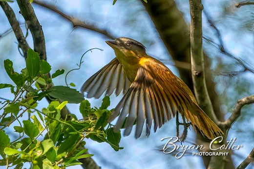 Rose-throated Becard
