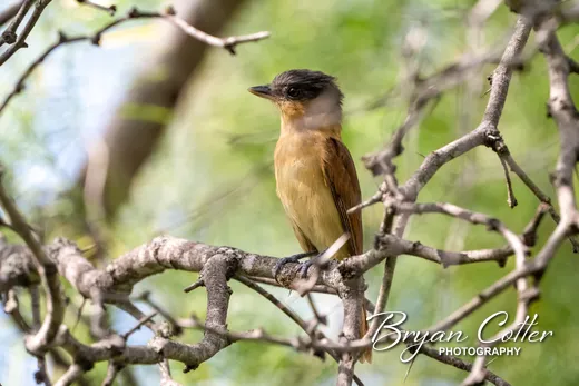 Rose-throated Becard