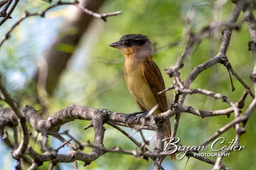 Rose-throated Becard