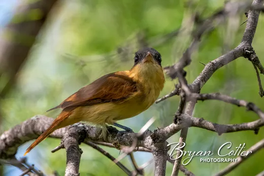 Rose-throated Becard