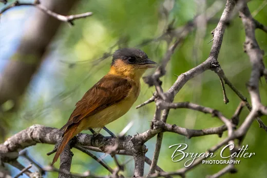 Rose-throated Becard