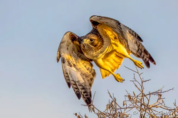 Red-tailed Hawk