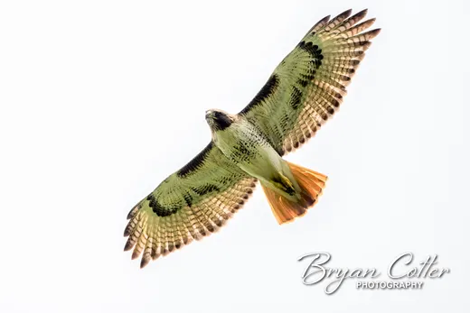 Red-tailed Hawk