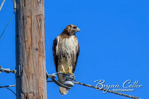 Red-tailed Hawk