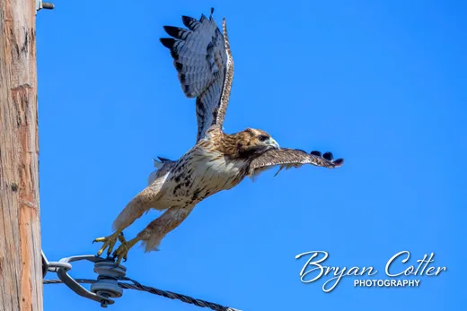 Red-tailed Hawk