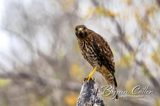 Red-tailed Hawk