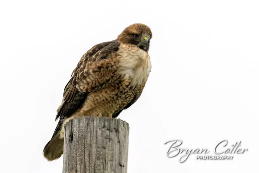 Red-tailed Hawk