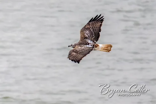 Red-tailed Hawk