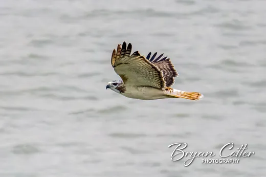 Red-tailed Hawk