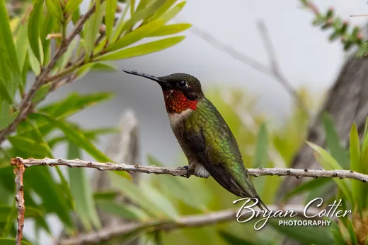 Ruby-throated Hummingbird