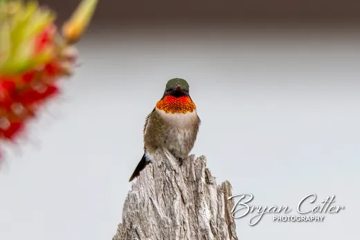 Ruby-throated Hummingbird
