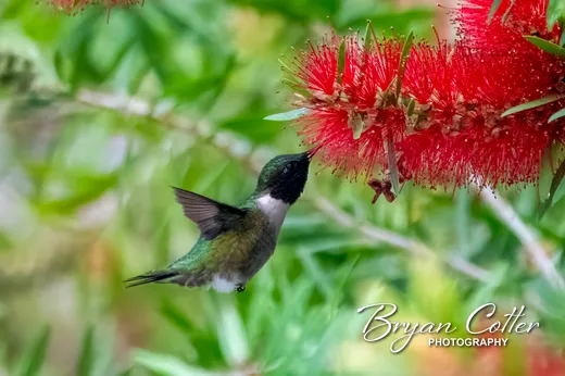 Ruby-throated Hummingbird