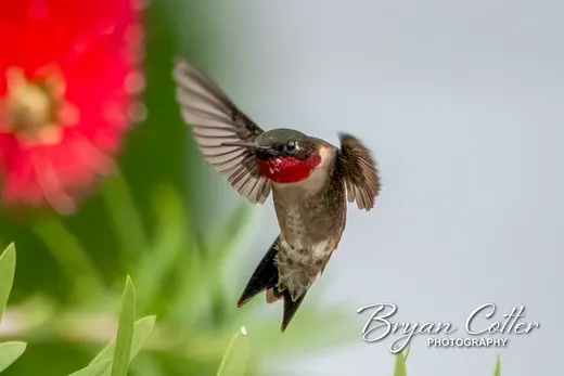 Ruby-throated Hummingbird