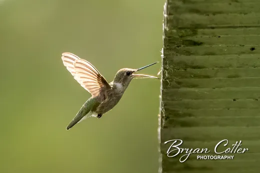 Ruby-throated Hummingbird