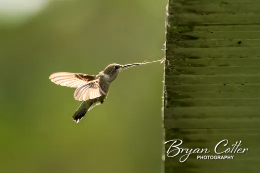 Ruby-throated Hummingbird