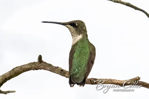 Ruby-throated Hummingbird