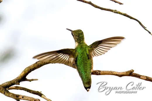 Ruby-throated Hummingbird