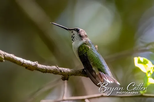 Ruby-throated Hummingbird