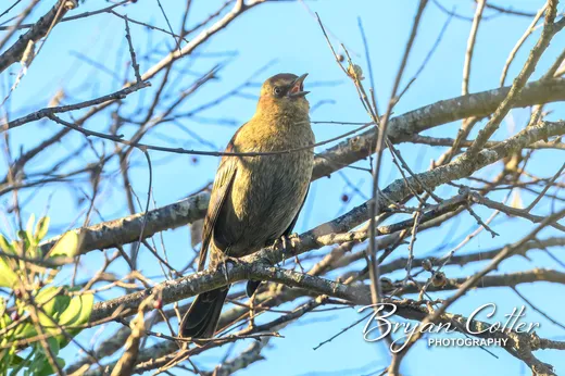 Rusty Blackbird