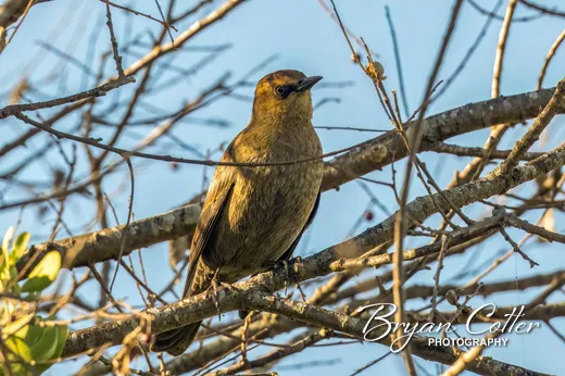 Rusty Blackbird