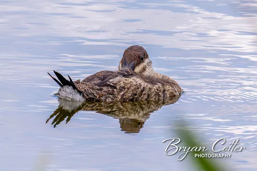 Ruddy Duck