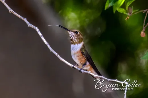 Rufous Hummingbird