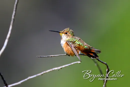 Rufous Hummingbird photographed in the Guadalupe Mountains region of Texas by Bryan Cotter