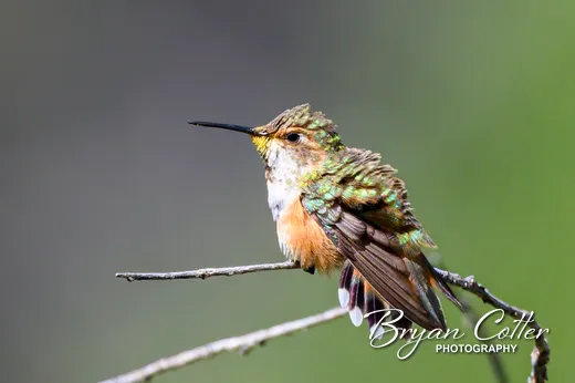Rufous Hummingbird