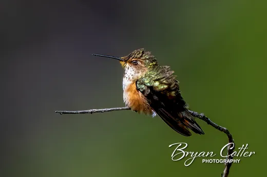 Rufous Hummingbird
