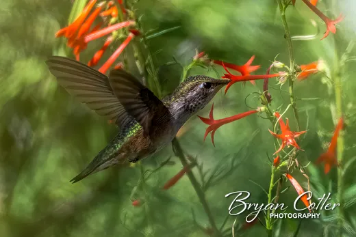 Rufous Hummingbird