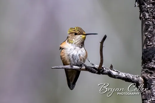Rufous Hummingbird