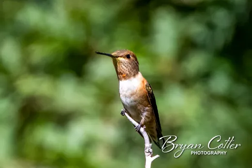 Rufous Hummingbird
