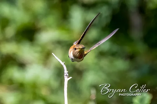 Rufous Hummingbird