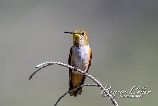 Rufous Hummingbird