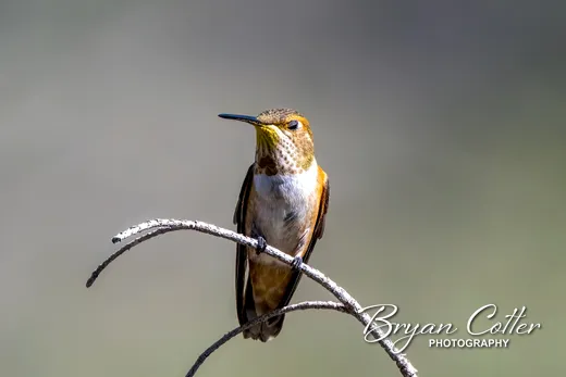Rufous Hummingbird