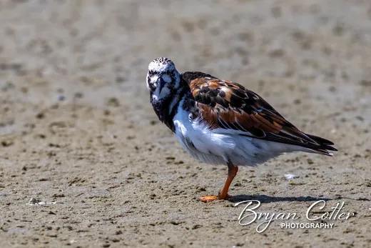 Ruddy Turnstone