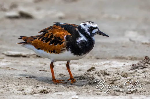 Ruddy Turnstone photographed in the Coastal Bend region of Texas by Bryan Cotter